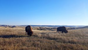 Mont rushmore, Vivre en Dakota du sud, bison - InhaleTravel
