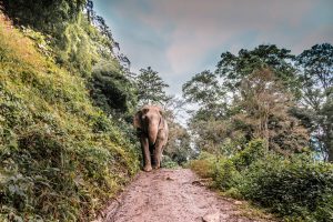 éléphant Thaïlande - inhaletravel