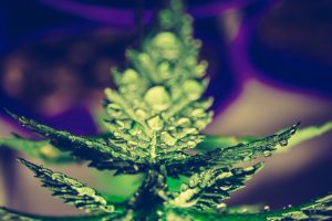 Voyage psychédélique à Las Vegas, cannabis, weed - InhaleTravel